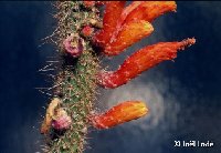 Cleistocactus baumannii ssp horstii ©JLcoll.jpg